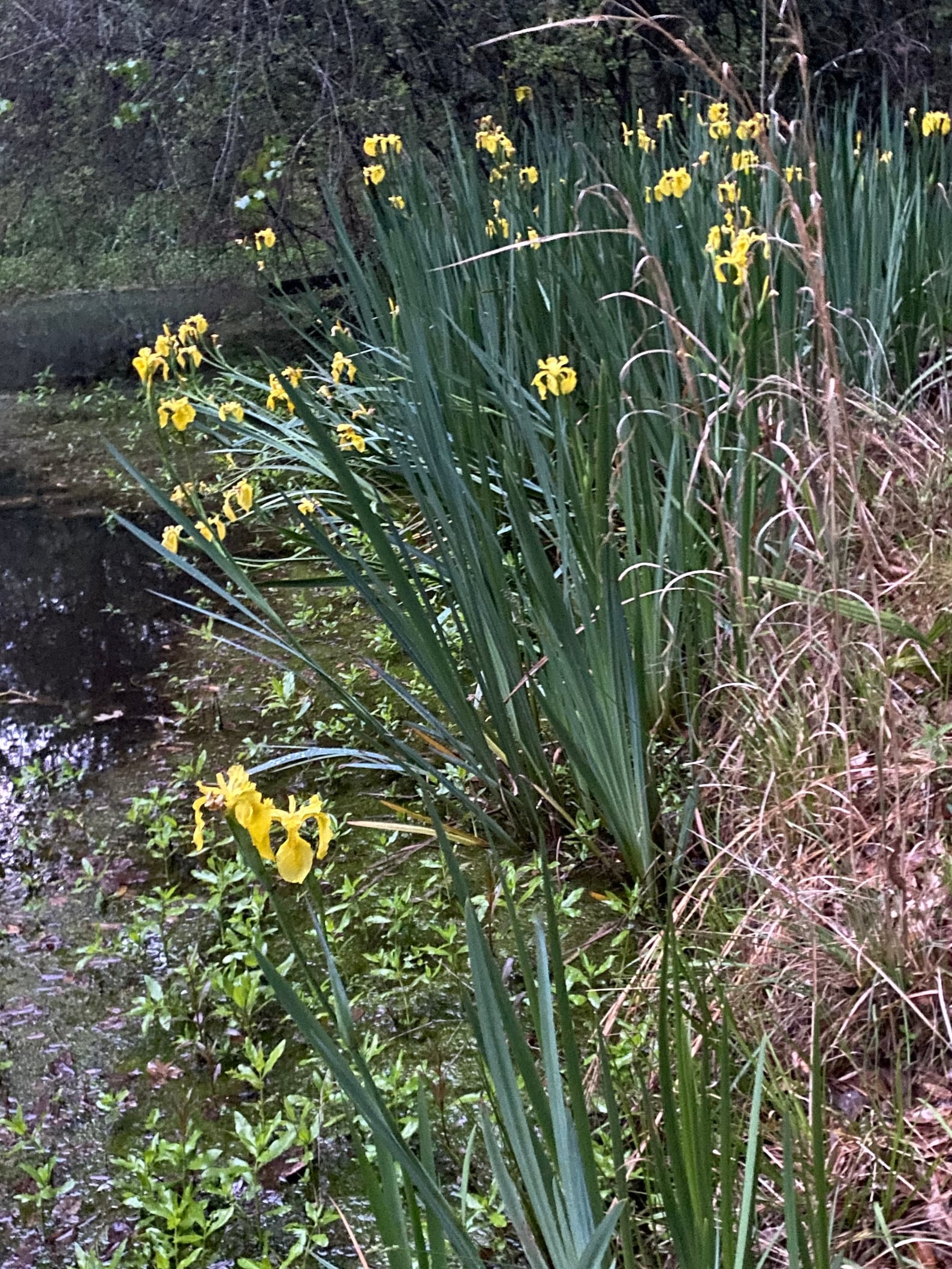 3 Yellow LOUISIANA IRIS PLANTS Etsy