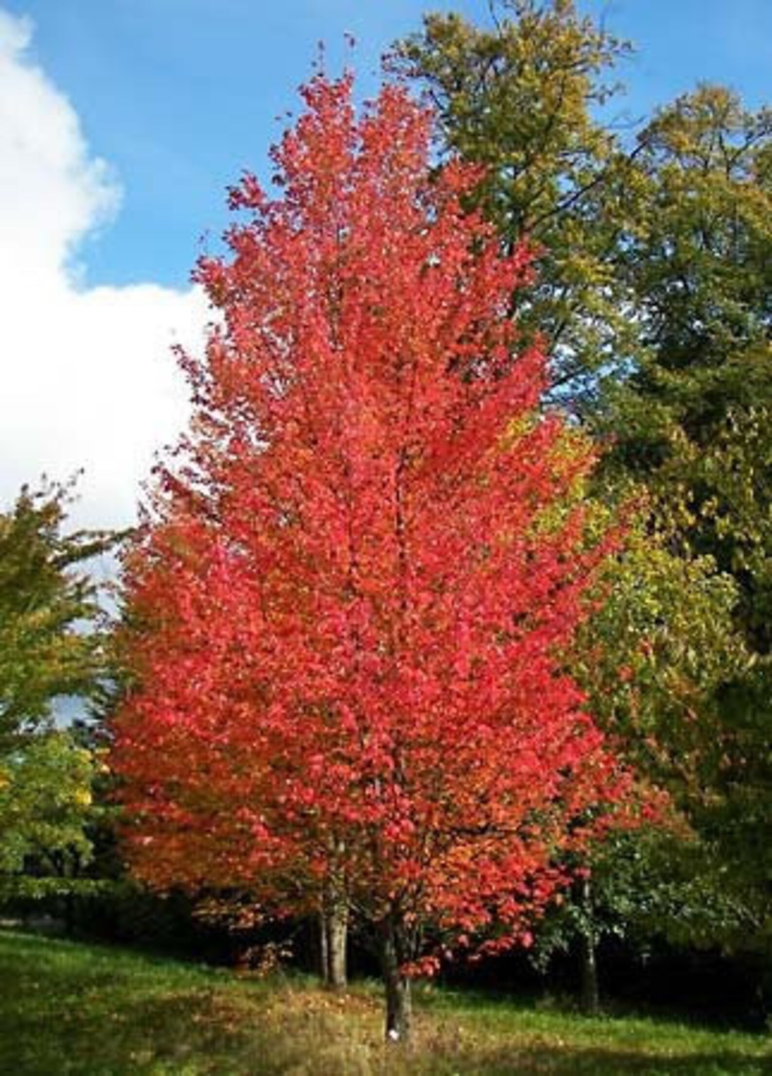3 RED MAPLE TREES/Acer rubrum/Swamp Maple/Water Maple/Soft Etsy