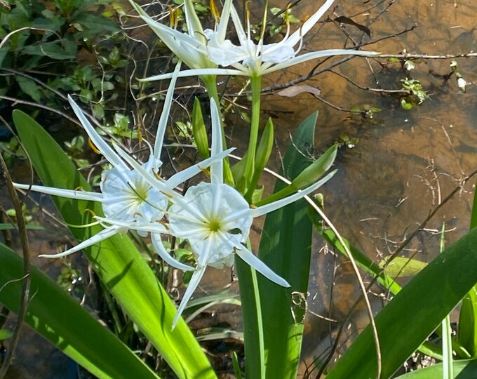 3 Small WHITE SPIDER LILY Bulbs/marsh Lily/native Louisiana Flower