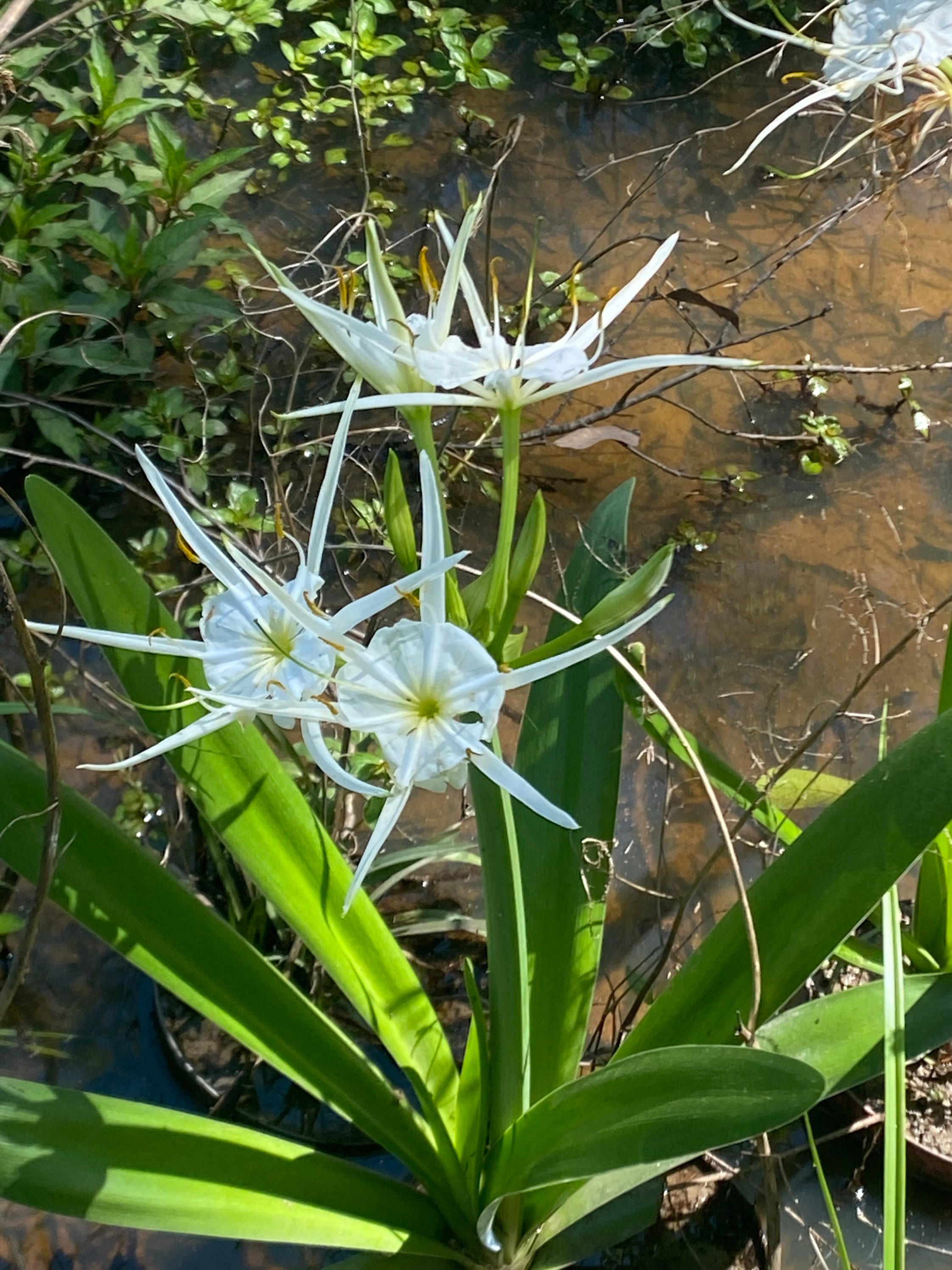 3 WHITE SPIDER LILY Bulbs/Marsh Lily/Native Louisiana | Etsy