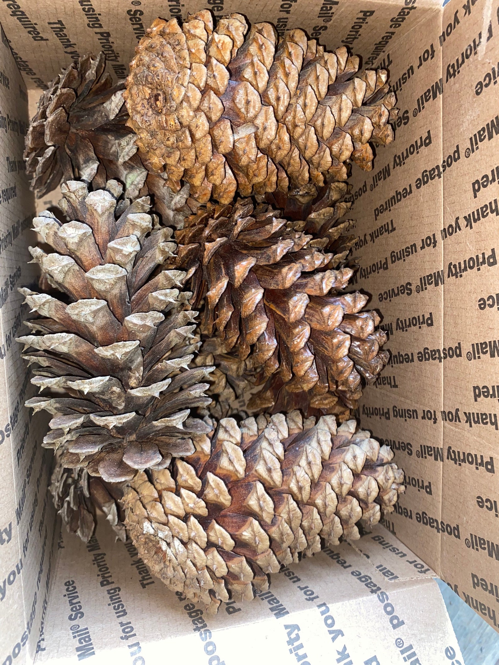 LOUISIANA PINE Cones/fresh Pine Cones/natural Decor/ Etsy