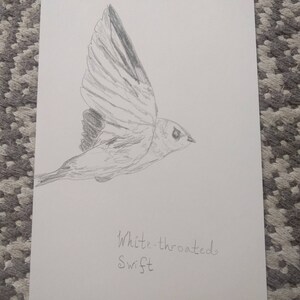  Drawing in colored pencil Etsy