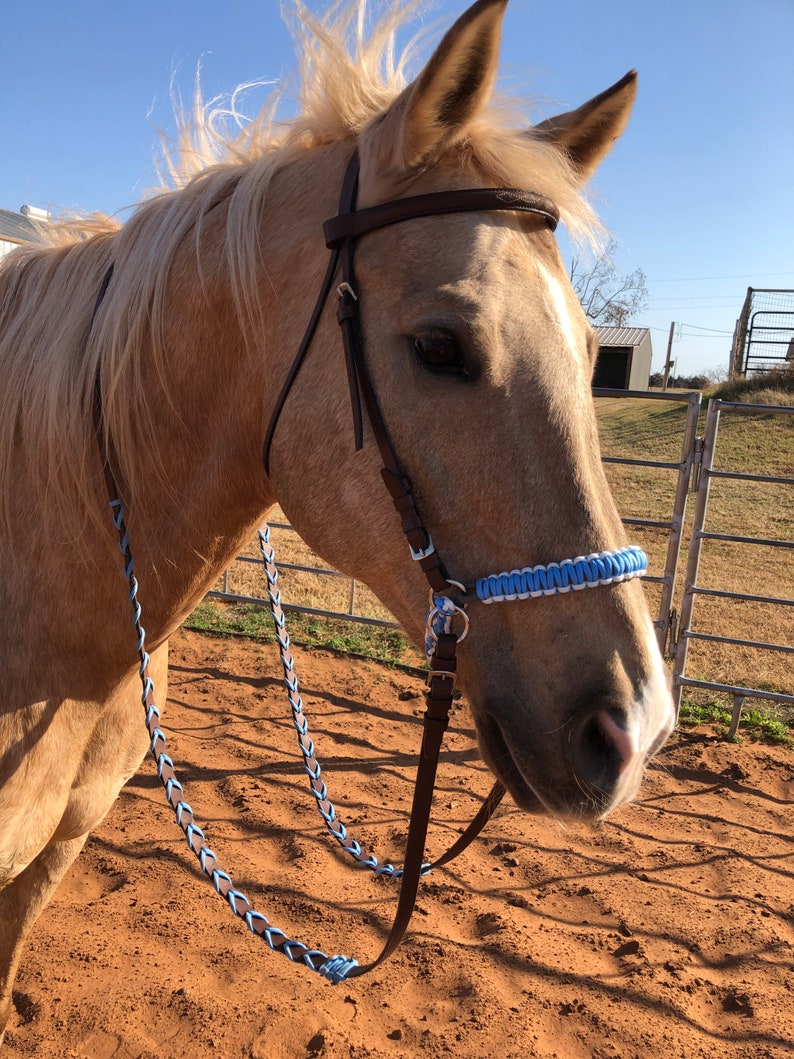 Puede incluir: Un caballo marr&oacute;n claro con un cabezal de cuero marr&oacute;n y una bozal de cuerda trenzada azul. El caballo est&aacute; de pie en una arena de tierra con una valla met&aacute;lica en el fondo.