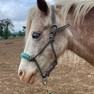 Może przedstawiać: Jasny koń w szarej i turkusowej uprzęży linowej. Uprząż jest zawiązana i ma turkusowy nachrapnik. Koń ma jasną sierść i niebieskie oko. Do uprzęży przymocowana jest turkusowa linka.