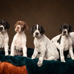 Hund Grußkarten - englische Zeiger. Karten für ihn, Karten für sie, Karten für Familie und Freunde.