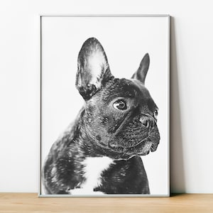 French Bulldog Print, Dog Photo, Dog Poster, Dog Fine Art Photography, Framed Pet Prints, Wall Art Home Decor, Black and White