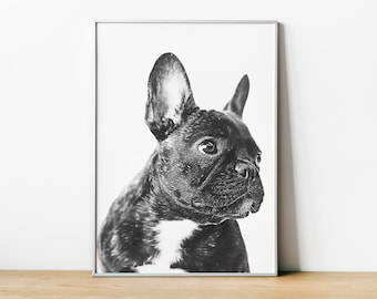 French Bulldog Print, Dog Photo, Dog Poster, Dog Fine Art Photography, Framed Pet Prints, Wall Art Home Decor, Black and White