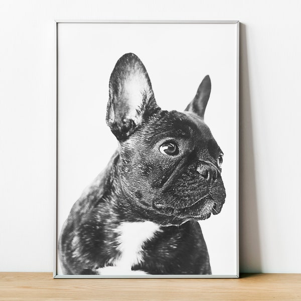 French Bulldog Print, Dog Photo, Dog Poster, Dog Fine Art Photography, Framed Pet Prints, Wall Art Home Decor, Black and White