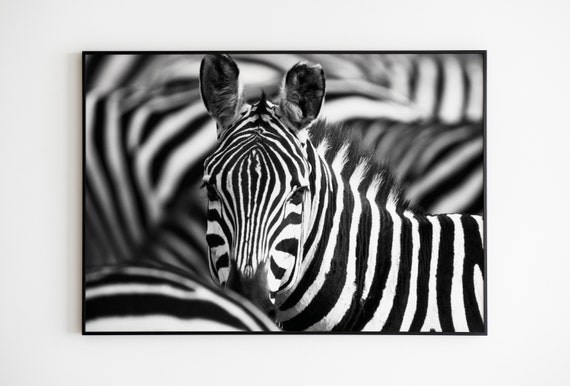 Zebra Print, Zebra Photo, Zebra Poster, Zebra Fine Art Photography, Safari African Animals, Wall Art Home Decor, Framed Zebra Print