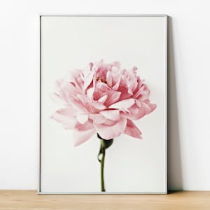 Anjer bloem poster, anjer print, anjer poster, roze anjer, beeldende kunst, Wall Art Home decor, natuur digitale download print