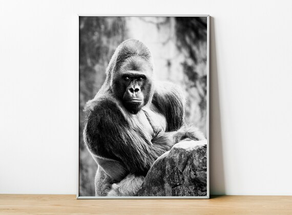 Silverback Gorilla GYM | Poster