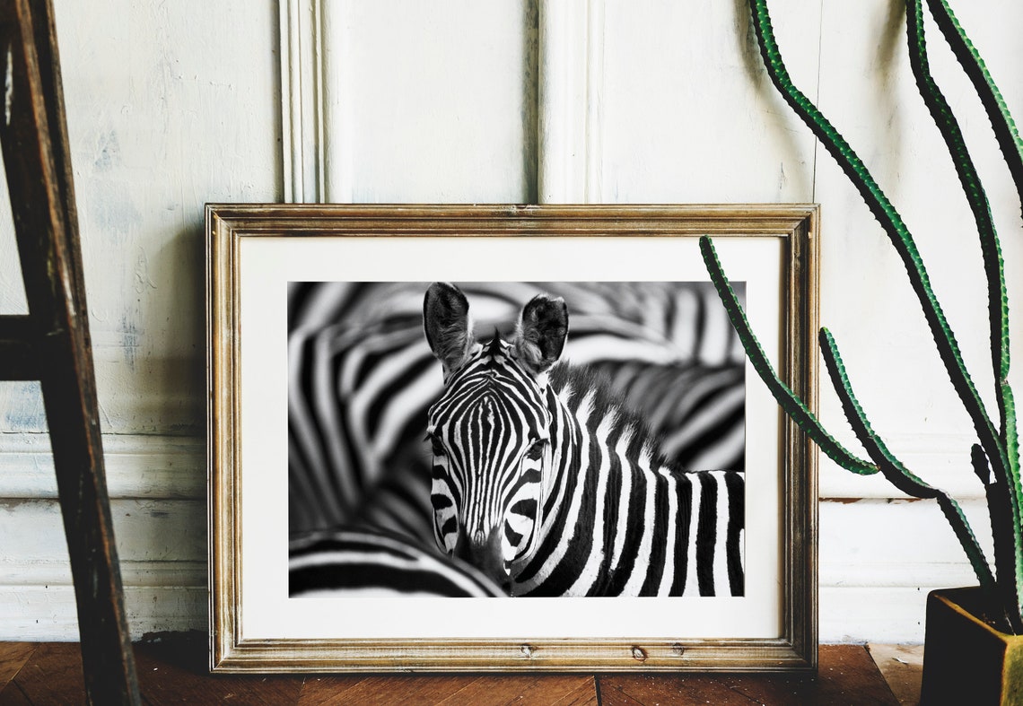 Zebra Print Zebra Photo Zebra Poster Zebra Fine Art Etsy