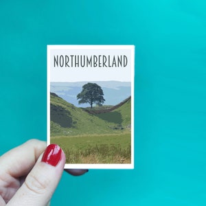 May include: A postcard featuring a photograph of a green hill with a lone tree at its peak. The text "NORTHUMBERLAND" is printed at the top of the postcard.