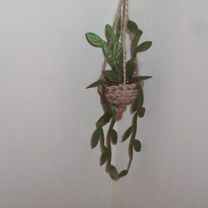 Miniature Plant In Hanging Basket