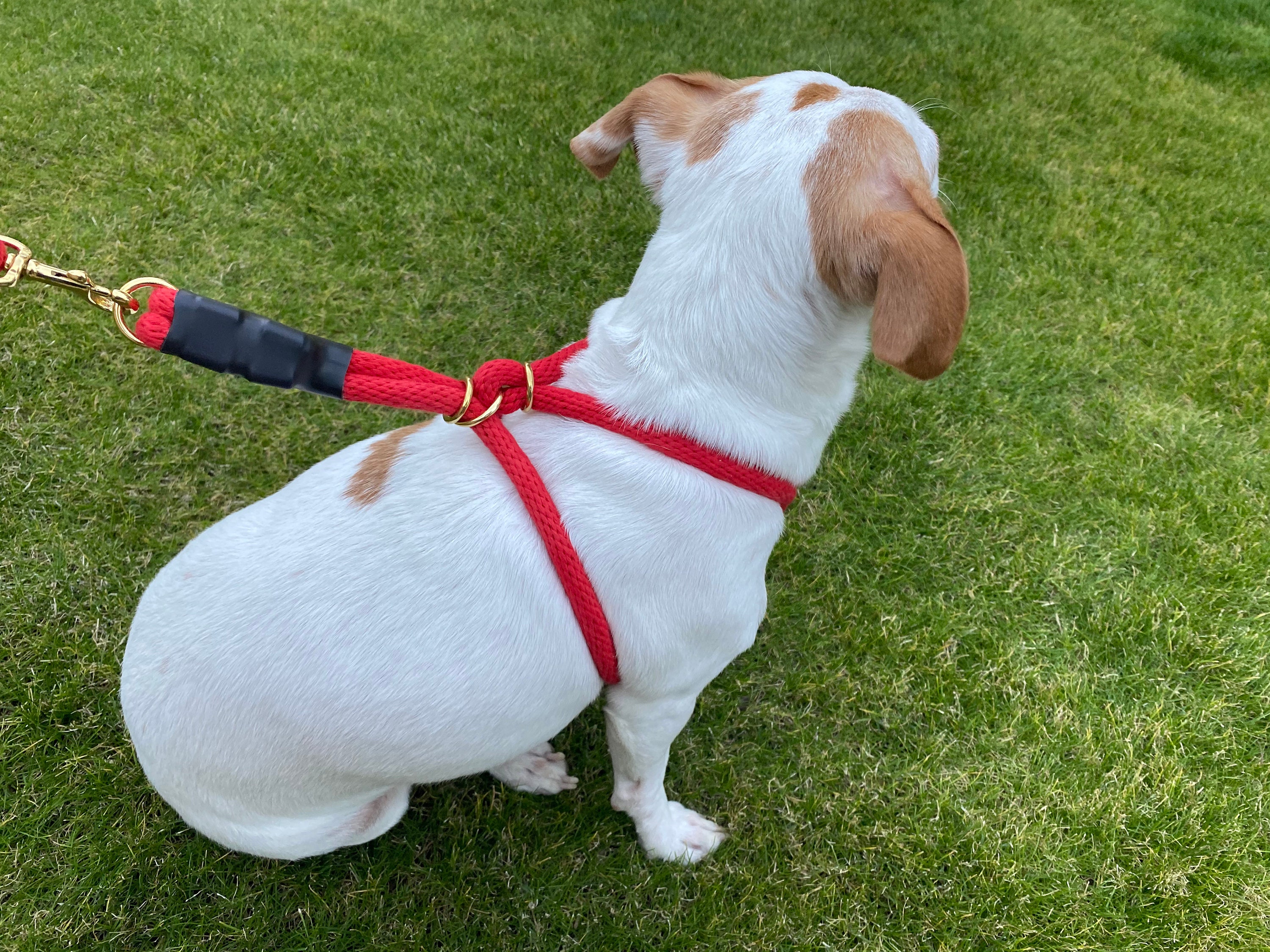 Large Dog Harness Easy Walk No Pull Custom Fit Rope Harness Etsy