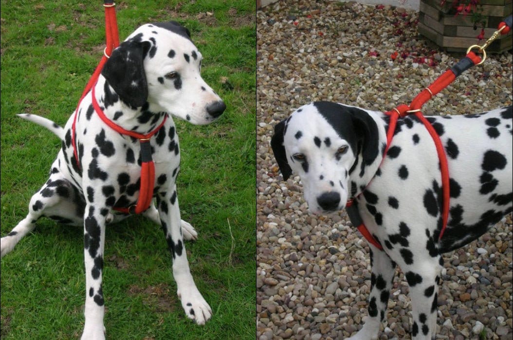 Rope Dog Harness for Large Dogs, Easy Walk No Pull, Custom Mobility