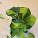 Samantha Gonzalez Romero reviewed Philodendron hederaceum ‘Brasil’