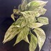 aiyanaking0314 reviewed Snow Queen Pothos