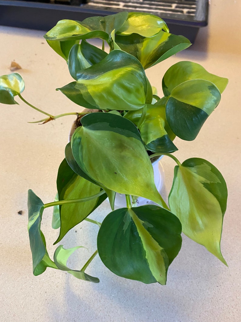 Philodendron Brasil image 2