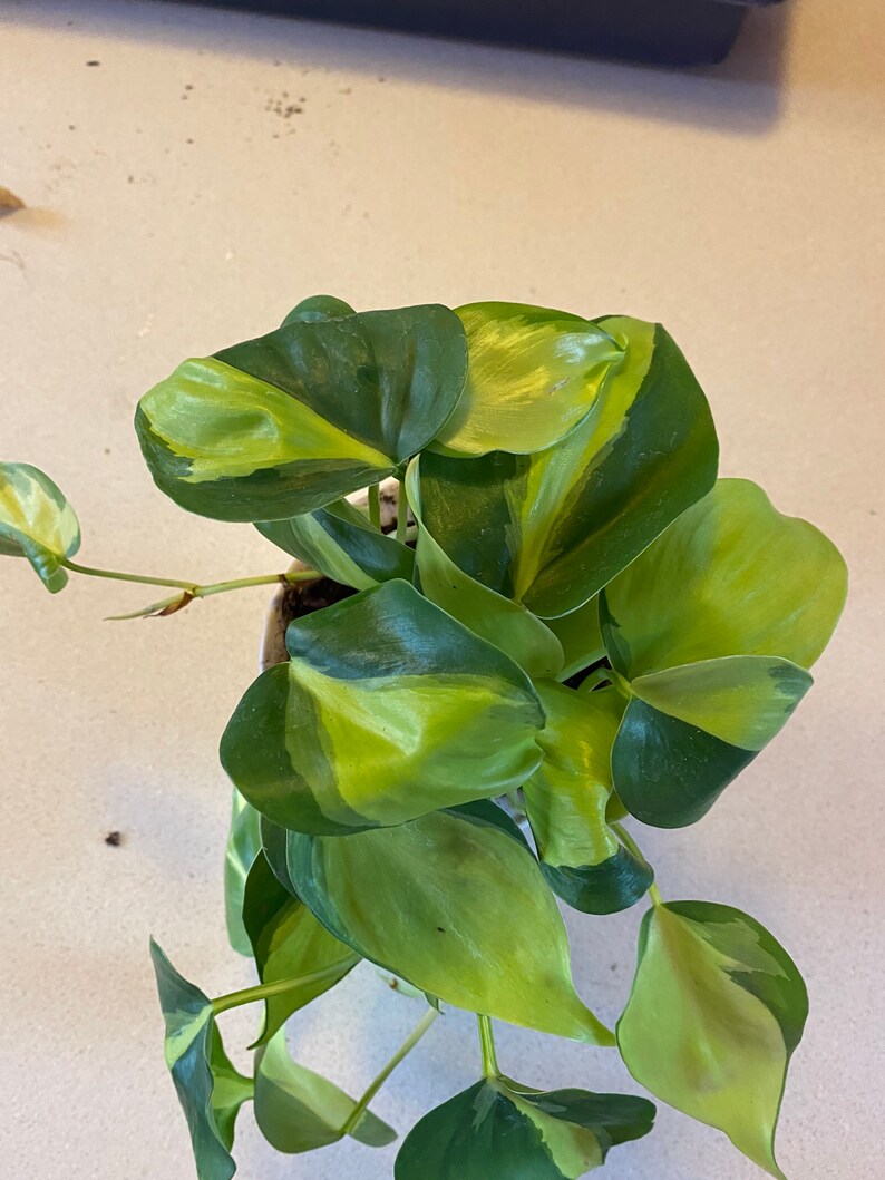 Philodendron Brasil image 1