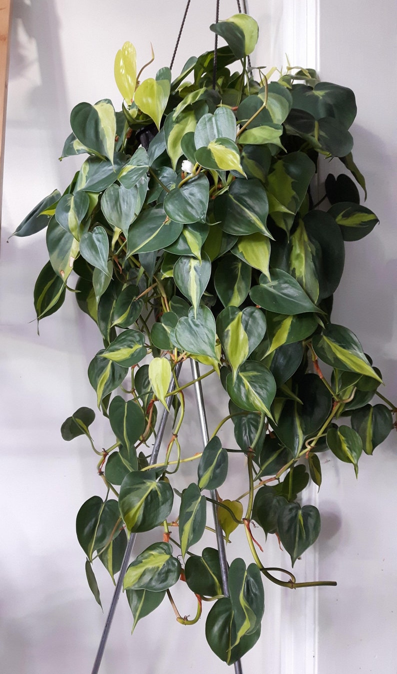 Philodendron Brasil image 0