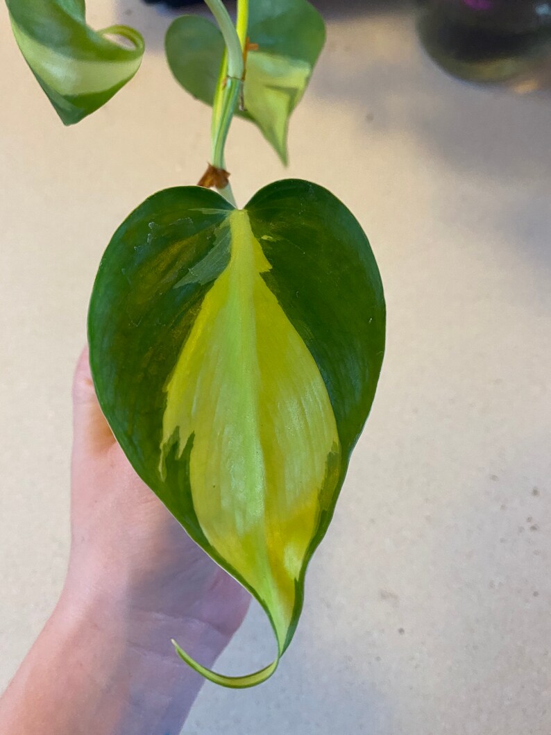 Philodendron Brasil image 3