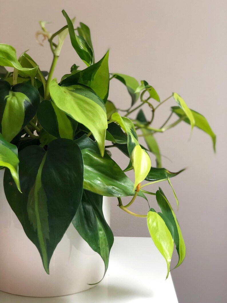 Philodendron Brasil image 4