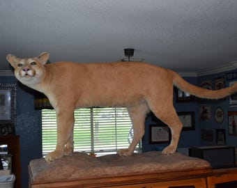 May include: A taxidermied cougar, tan in color, stands atop a wooden cabinet. The big cat is posed with its head turned slightly, and its tail is extended. The background includes a window with blinds and framed pictures.