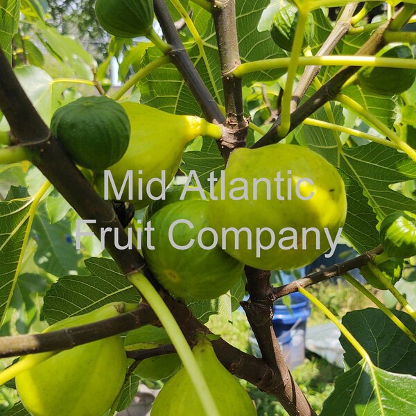 Fig Cuttings for Sale Etsy