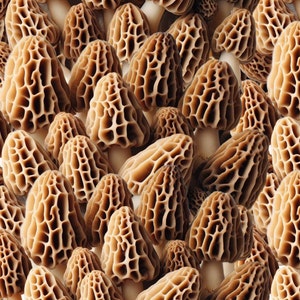 May include: A close-up image of a group of morel mushrooms. The mushrooms are light brown and have a honeycomb-like texture.