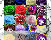 ALEXI Climbing Rose Seeds - Climbing Rose Seeds for Planting Outdoors