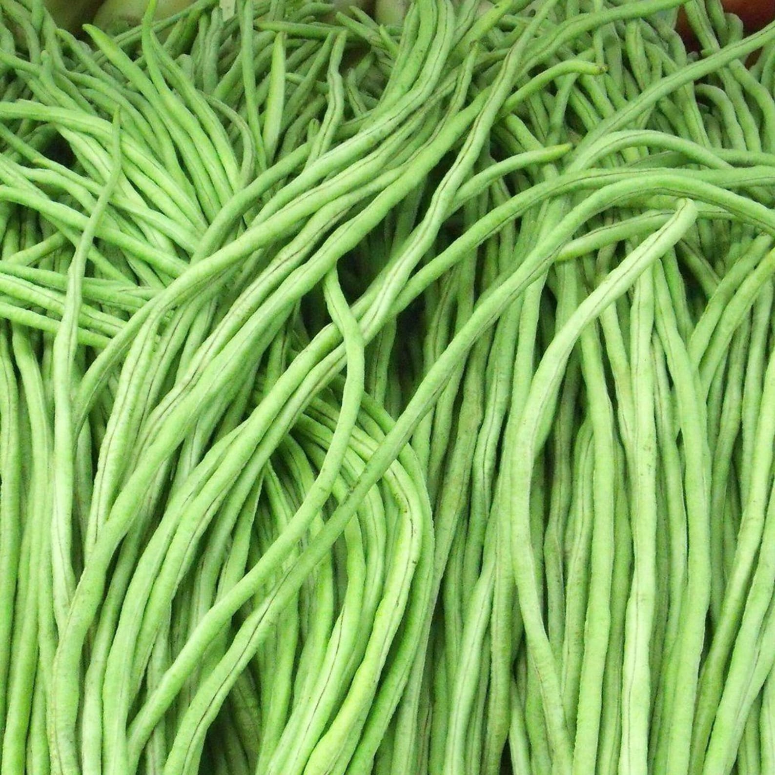 Long Bean Seeds Long Asparagus Bean Noodle Pole Bean Etsy