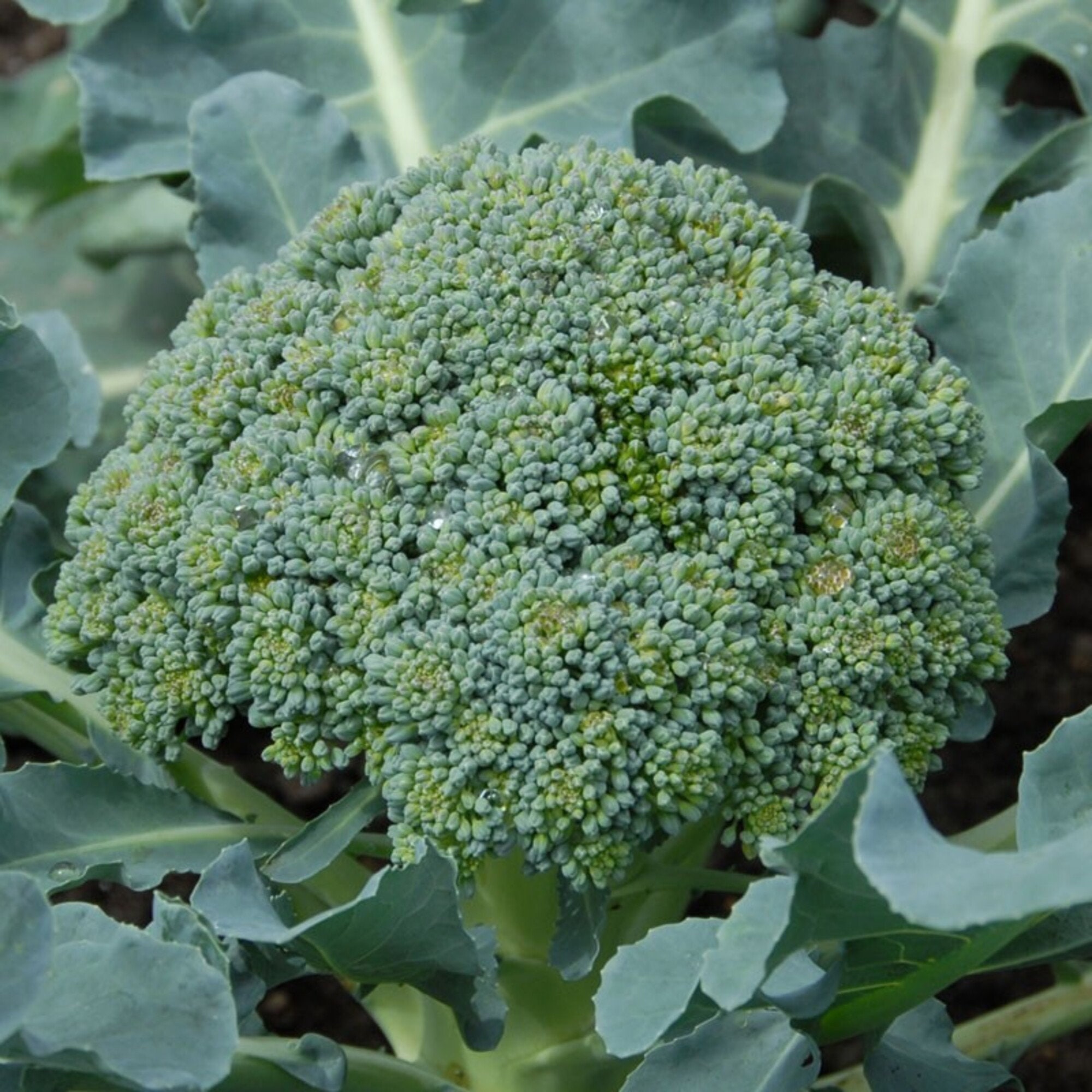Broccoli Seeds 100 Seed Package Excellent Taste Etsy