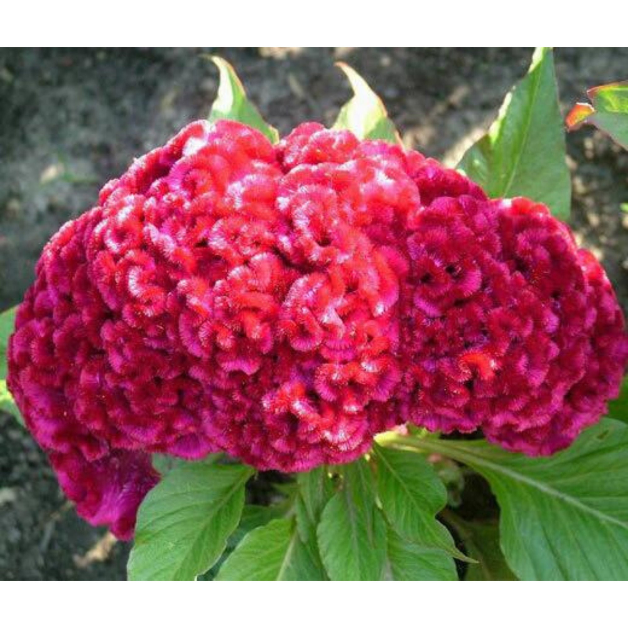 Rare Seeds Celosia cristata Wheat Celosia Etsy