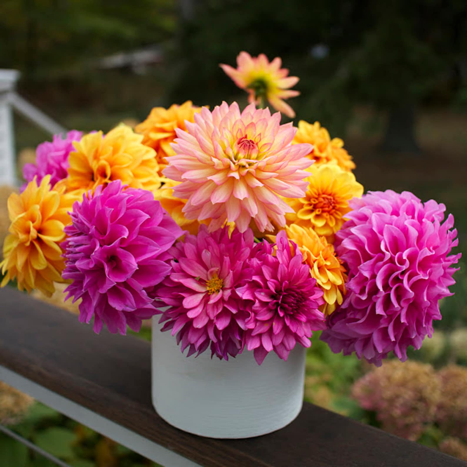 Dahlia Seeds Compound Petals Multi-Color Mixed Individually | Etsy