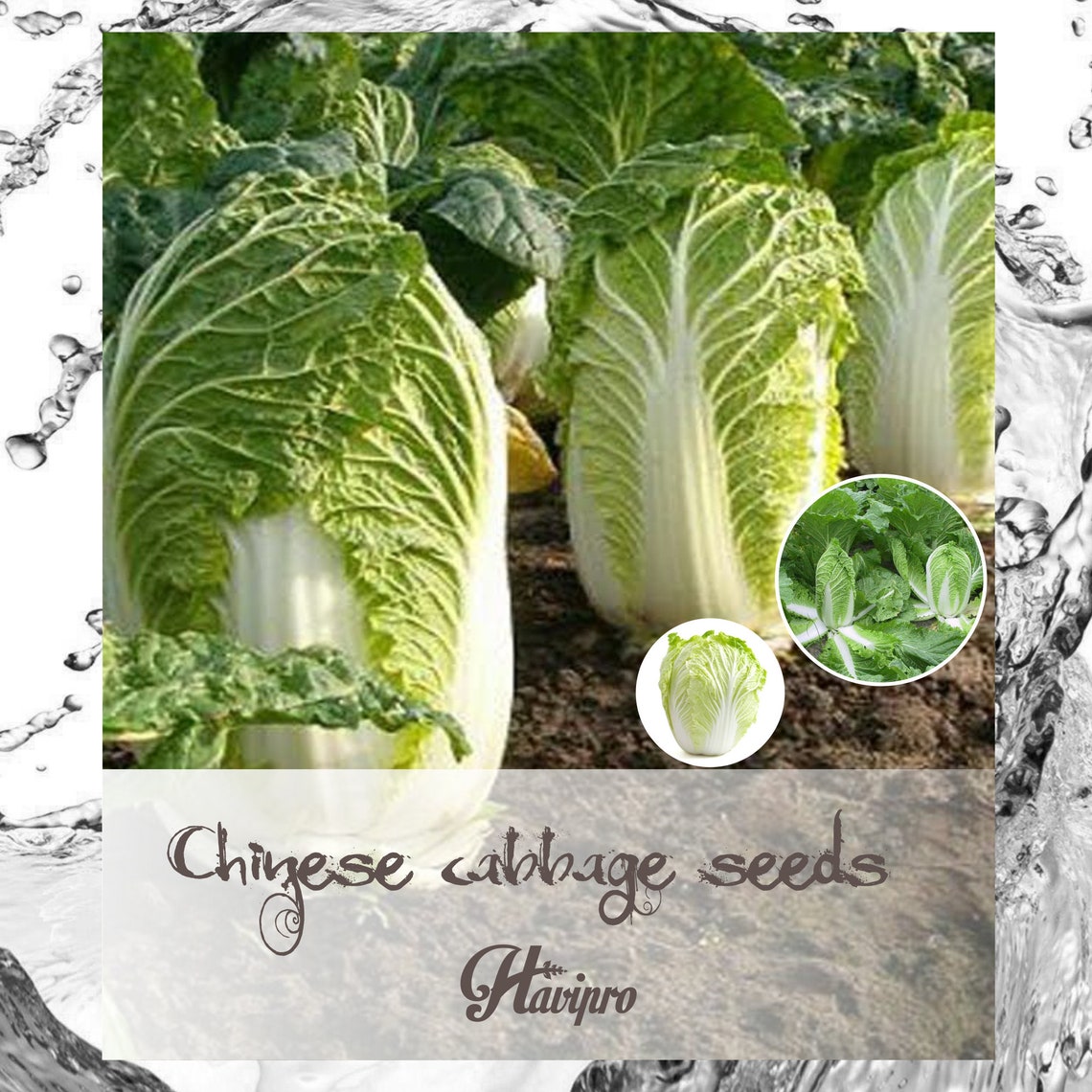 Napa Cabbage Seeds Chinese Cabbage Seeds for Planting Etsy