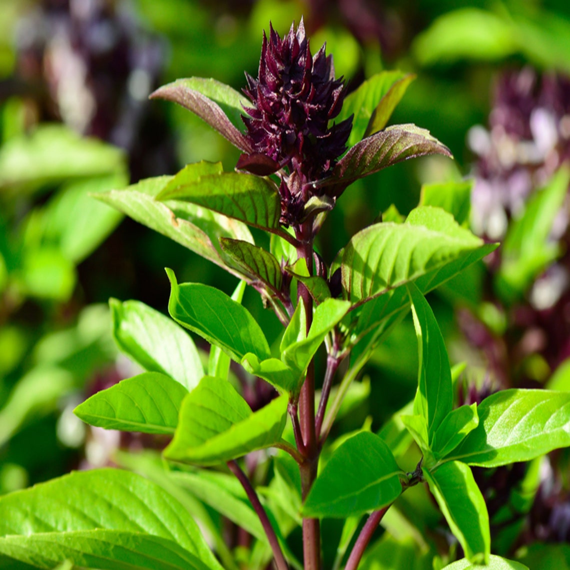Thai Basil Seeds NonGMO A Particular Sweet Flavored herb Etsy
