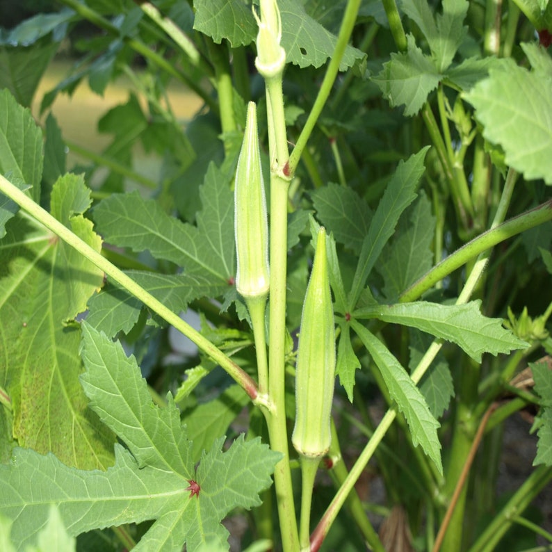 clemson spineless okra clemson spineless okra
