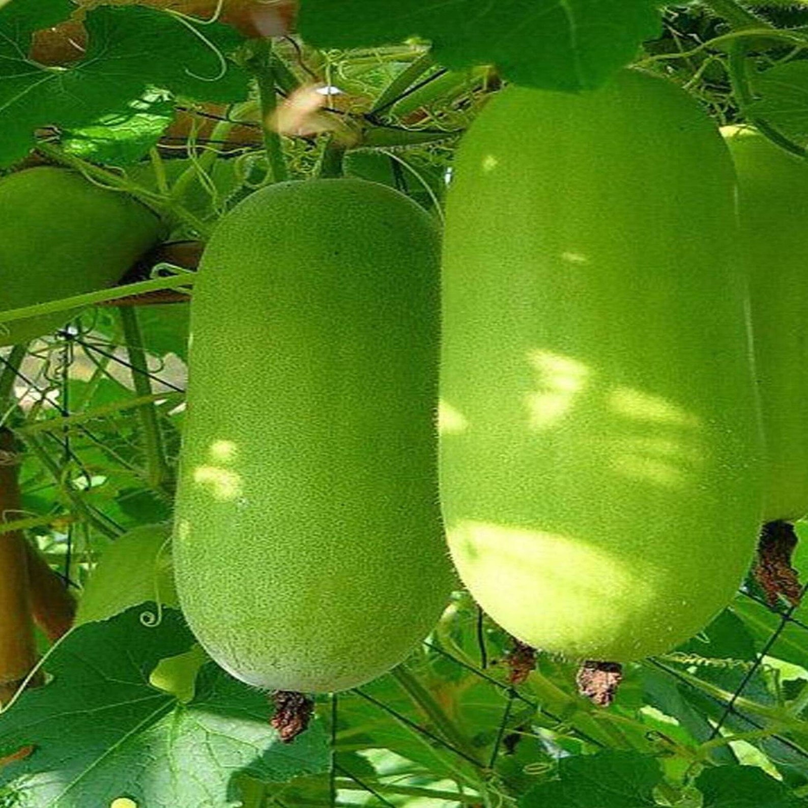 Winter Melon Seeds Wax Gourd Vegetable Seeds Heirloom NoGMO Etsy