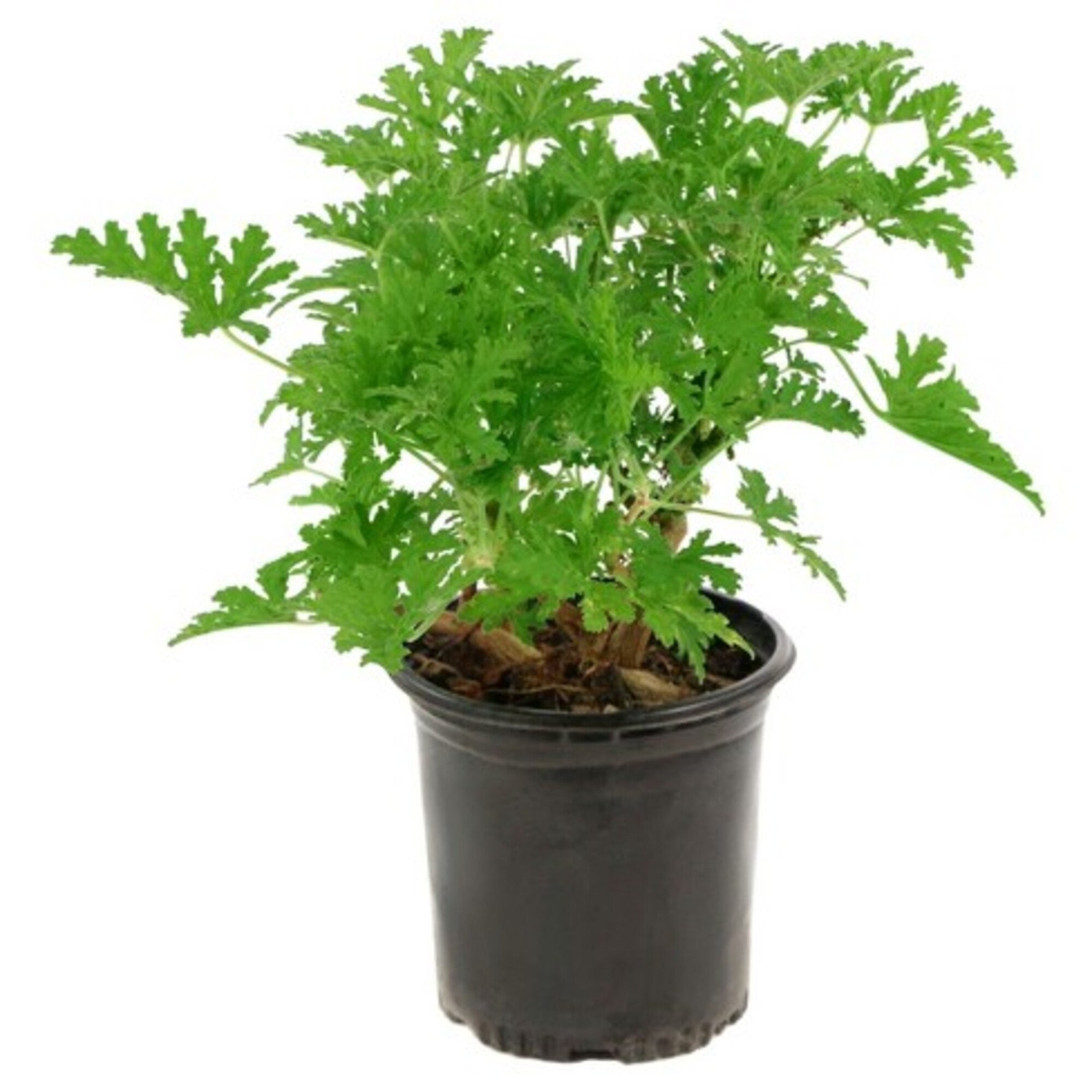 25 Citronella Plant Seeds Non GMO For Planting Etsy