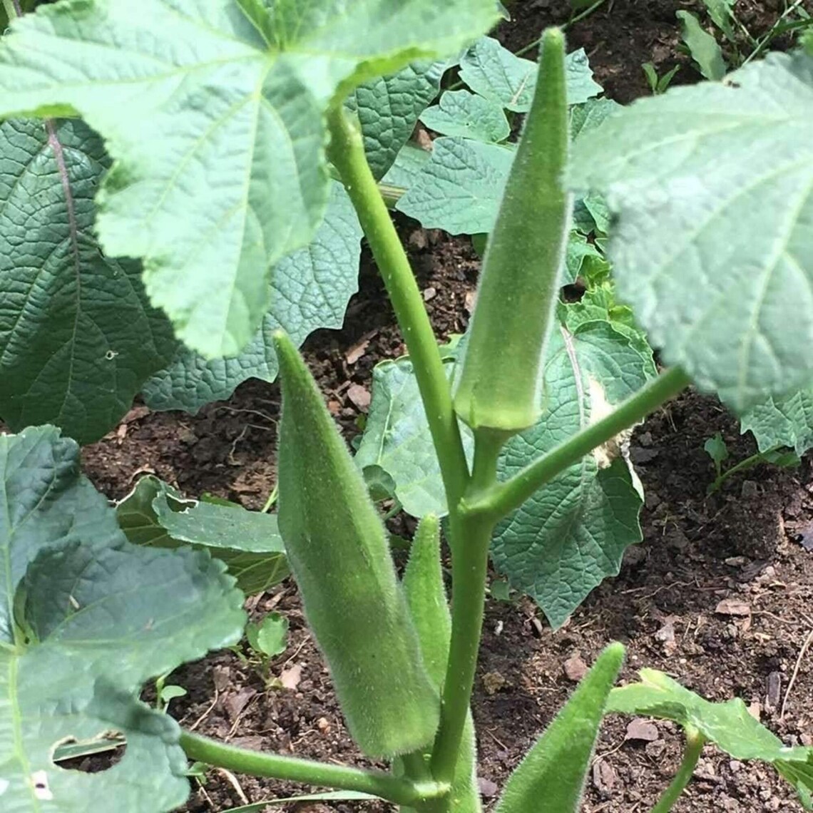 Okra Seeds 50 Heirloom Seeds Per Packet Non GMO Seeds Etsy