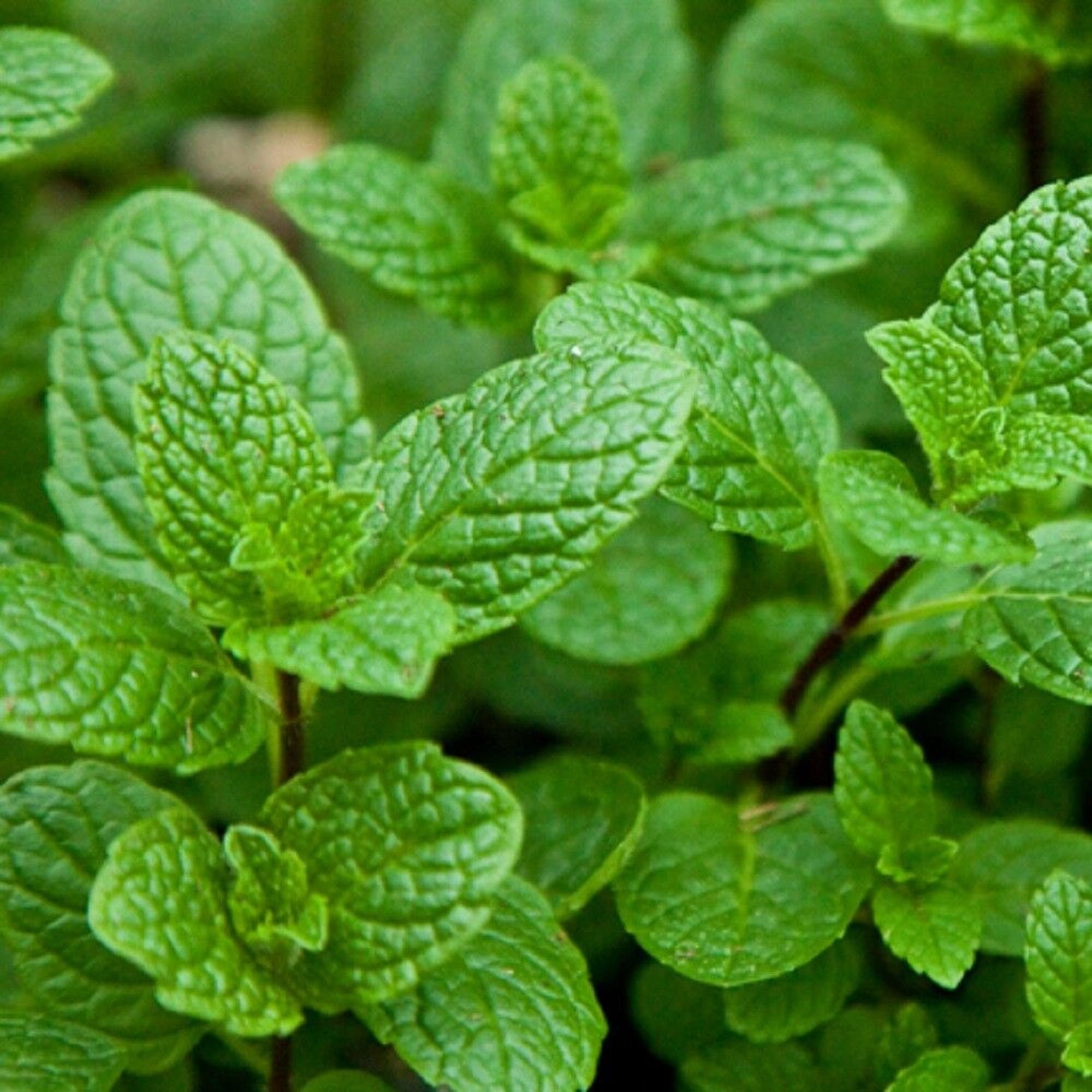 Peppermint Seeds Culinary Herb Garden Seeds Heirloom Herb