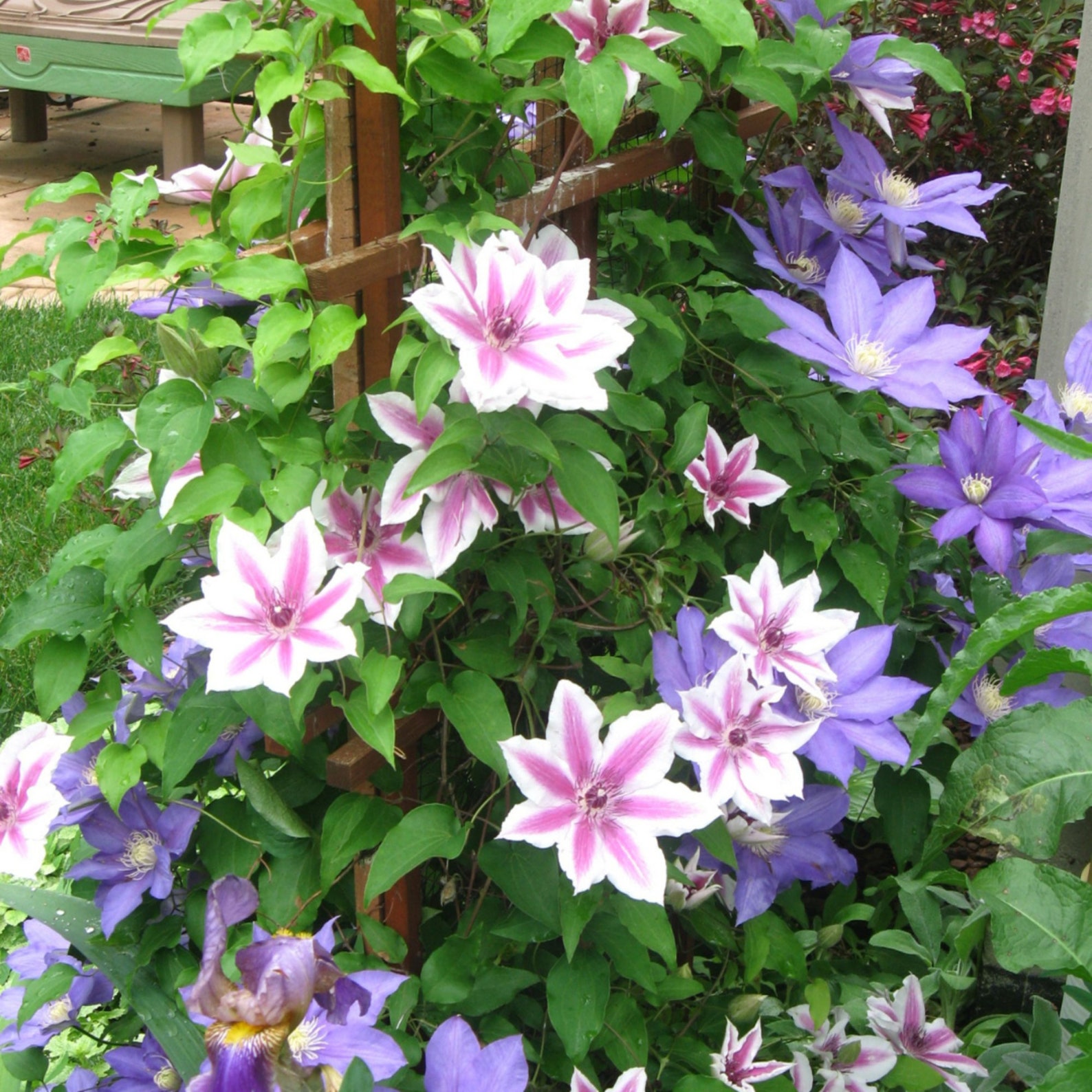 CLEMATIS Mixed Colors Wonderful large blooms 50 Perennial Etsy