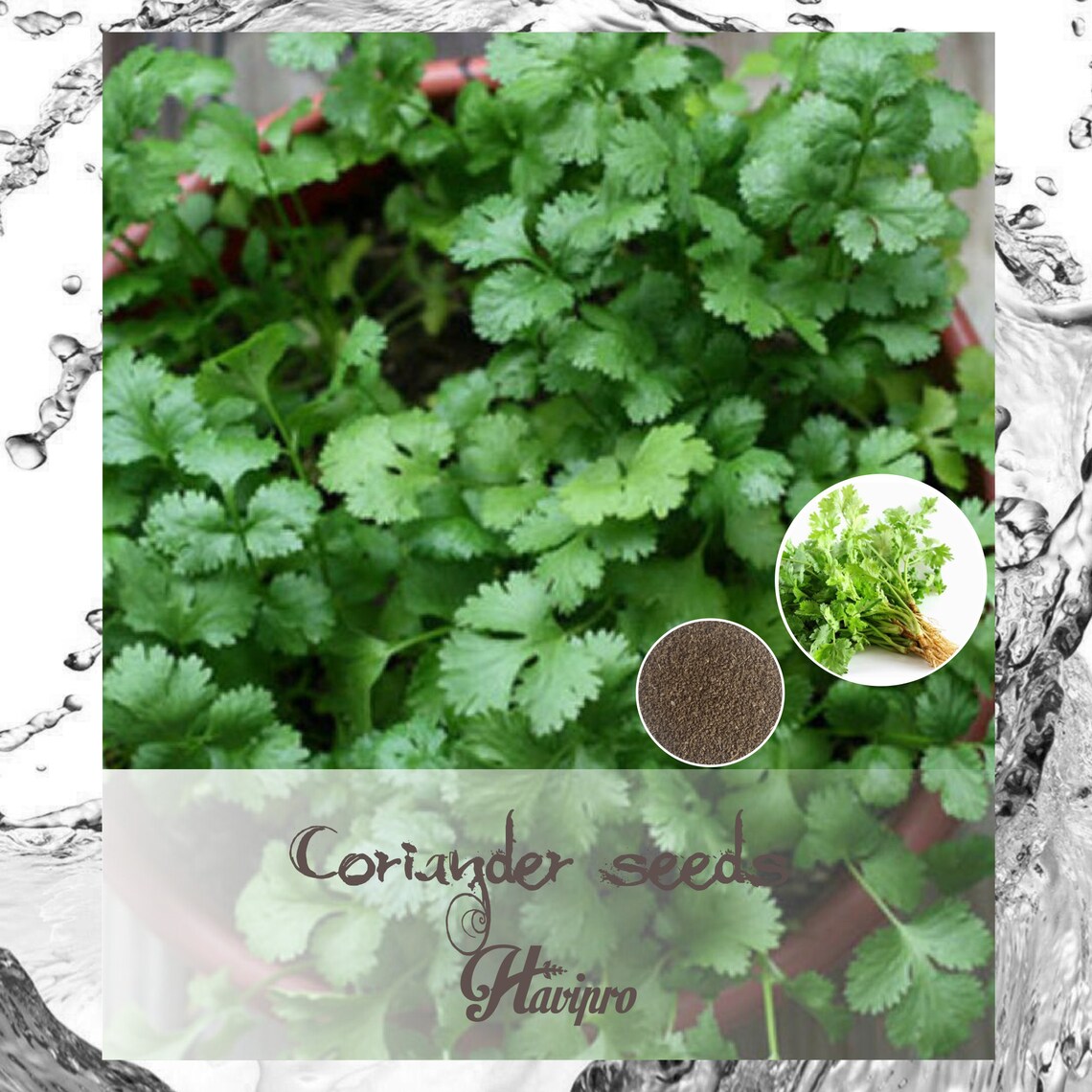 Cilantro Seeds Coriander Seeds for Planting Indoors Outdoors Etsy