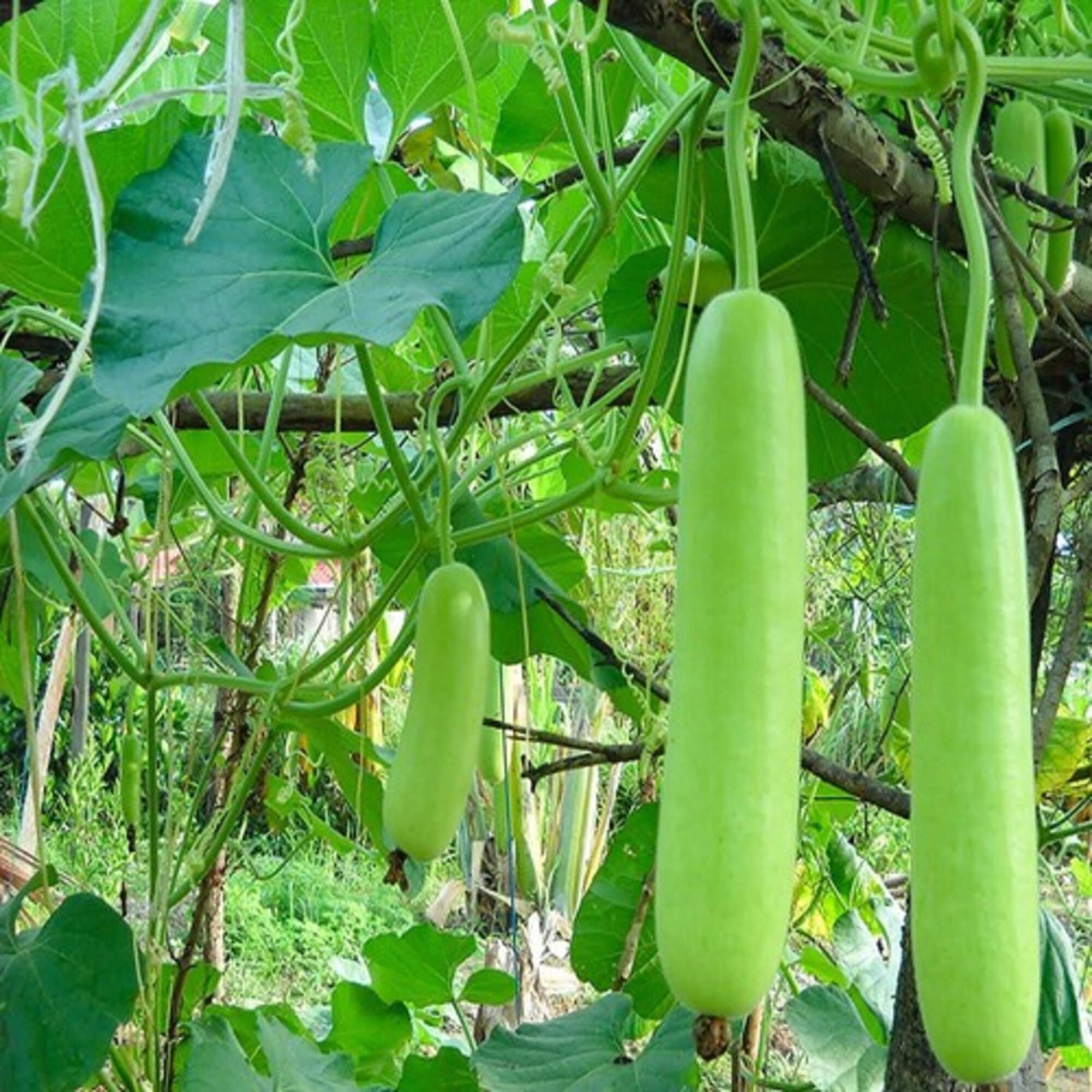 Long Bottle Gourd Seeds Bonsai Potted Plants Lauki Seeds Etsy