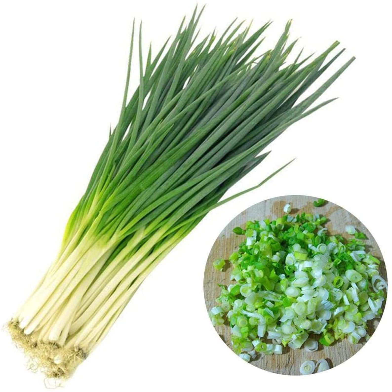 Bunching Japanese Green Onion Seeds NonGMO Heirloom Seeds Etsy