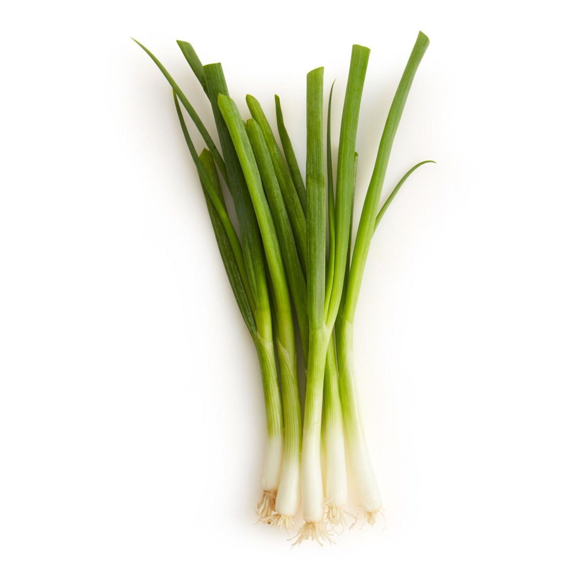 Green Onion Seeds FastGrowing Bunching Onion Seeds USA Etsy