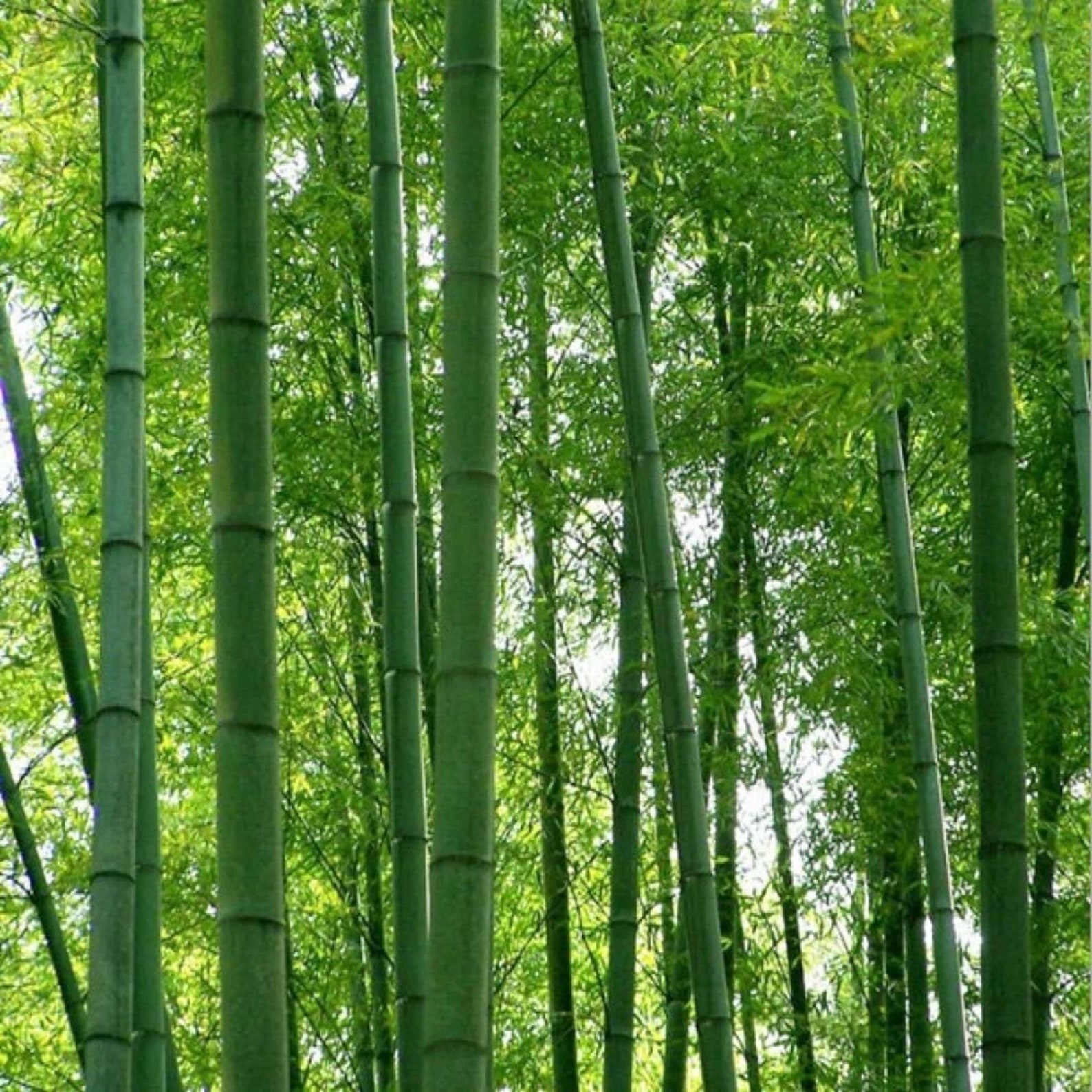 chinese moso bamboo seeds chinese moso bamboo seeds
