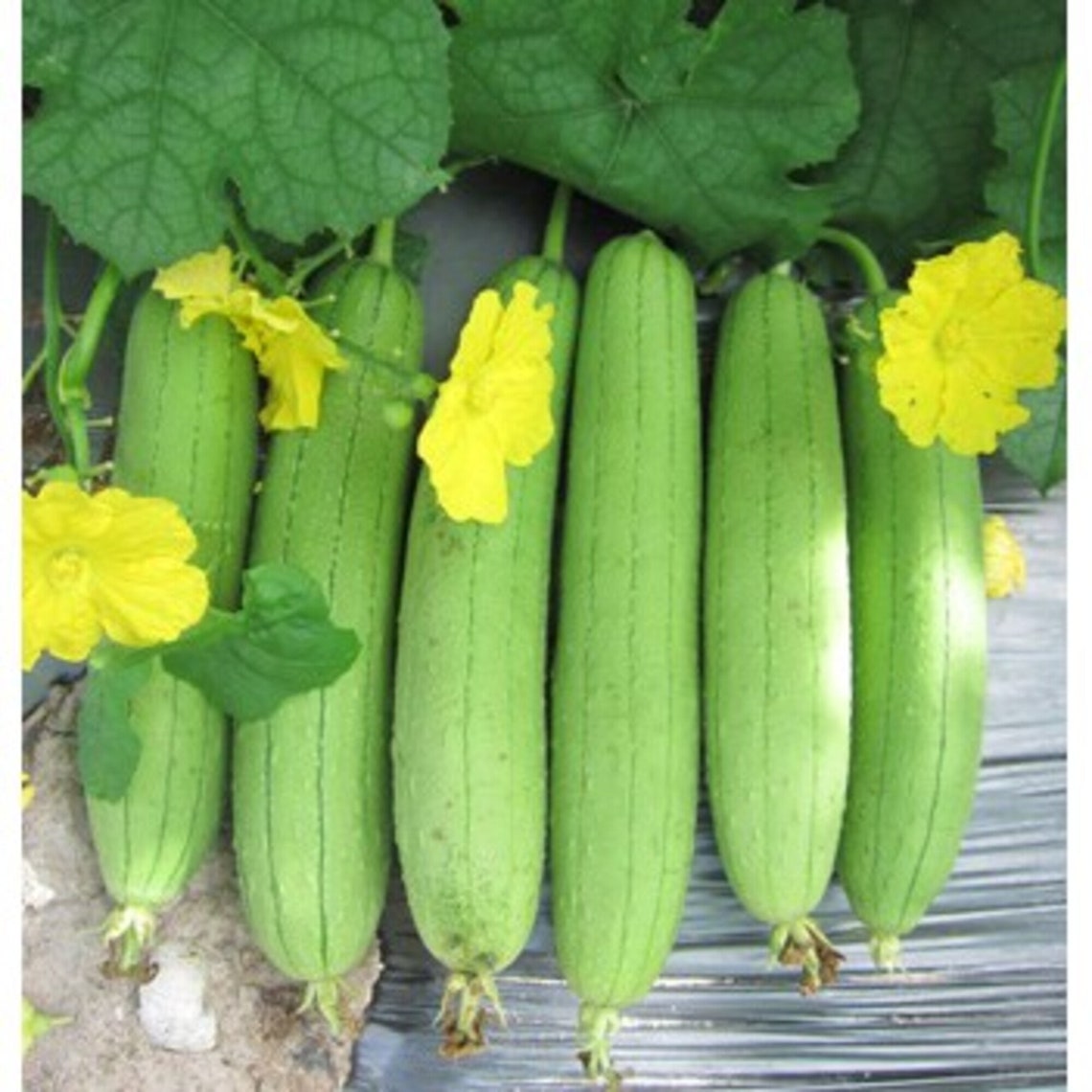 30 Seeds Luffa Loofah Vegetable Luffa aegyptiaca Bathroom Etsy