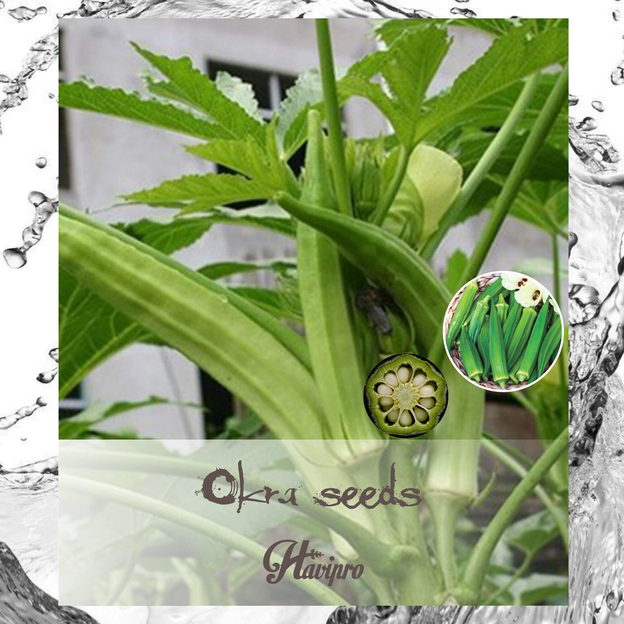 Okra Seeds Ladies Finger Seeds Ochro Seed Okra Seeds for Etsy